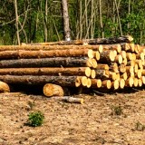 Etat des forêts et des eaux 